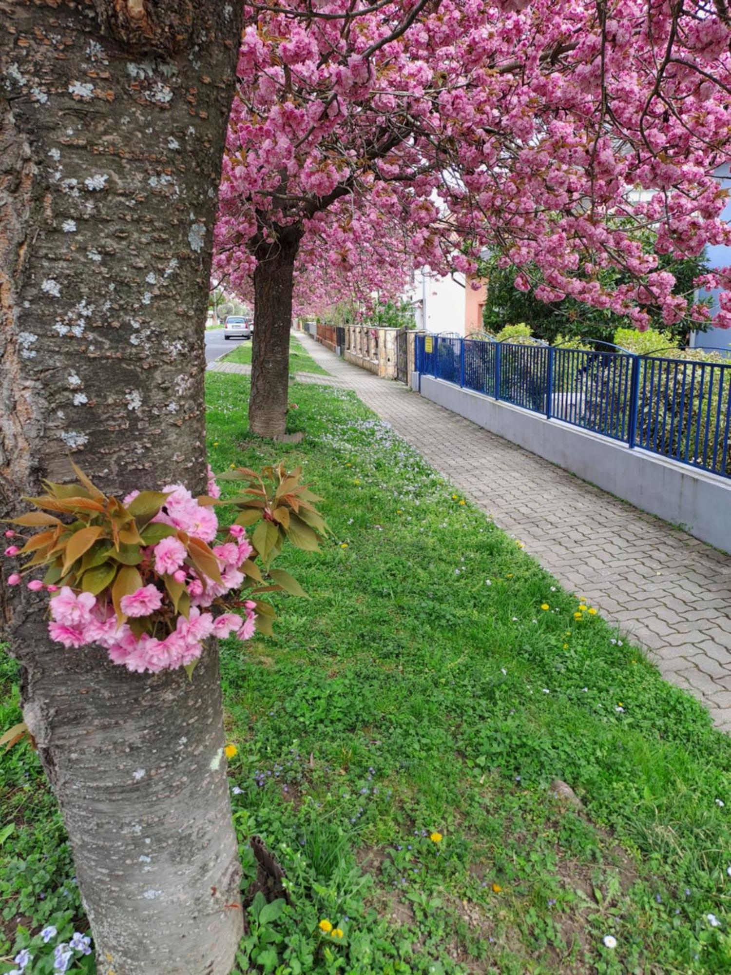 Laguna Apartmanhaz Hévíz Exteriör bild